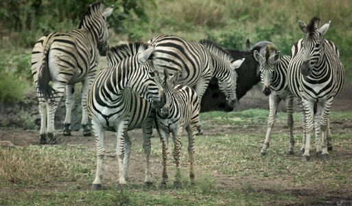 Tourism game kruger