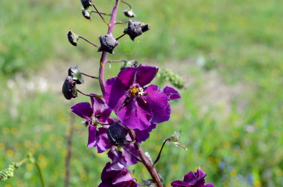Verbascum phoeniceum Seewinkel