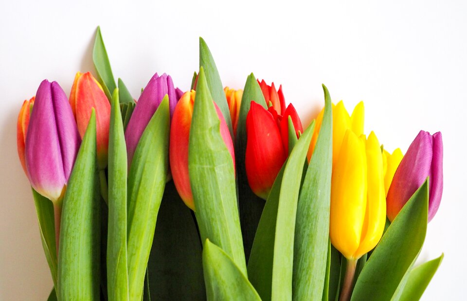 Flowers tulip nature