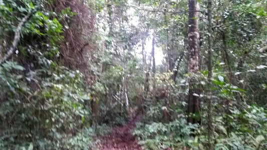 Uganda Virus Research Institute visit on 2 March 2018 - the forest 36