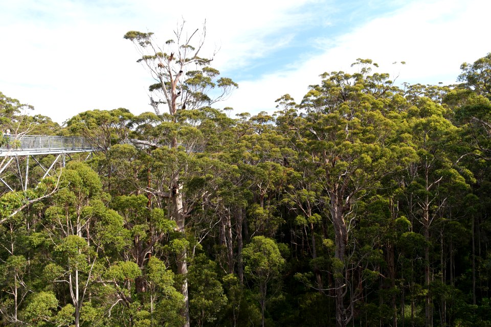Valley of the Giants, Walpole Nornalup National Park 09