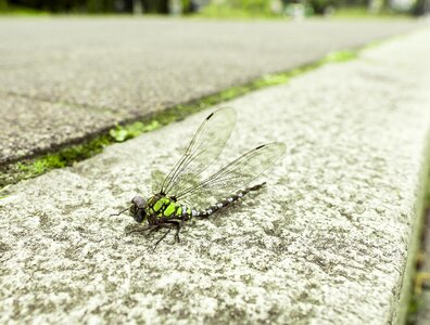 Insect close up nature photo