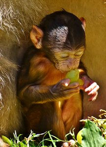 Grape barbary ape endangered species photo