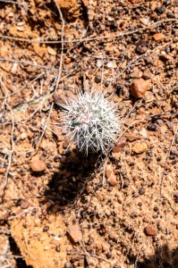 Typical Cactus of Margarita Island