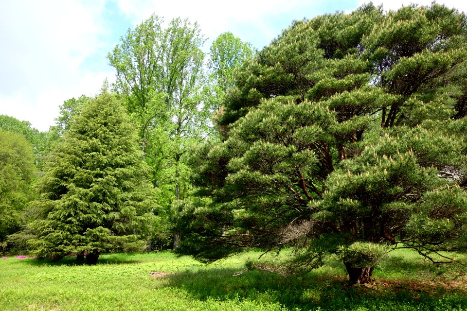 Tyler Arboretum - DSC01815