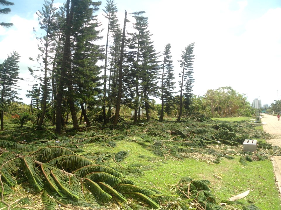 Typhoon Rammasun (2014) in Haikou - Evergreen Park - 03