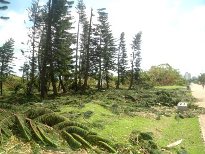 Typhoon Rammasun (2014) in Haikou - Evergreen Park - 03