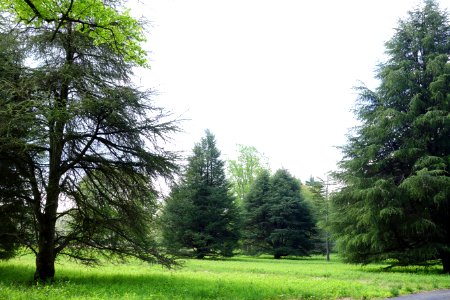 Tyler Arboretum - DSC01803