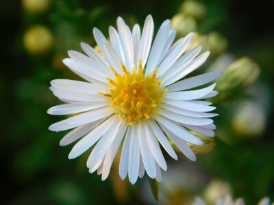 Flower daisy nature
