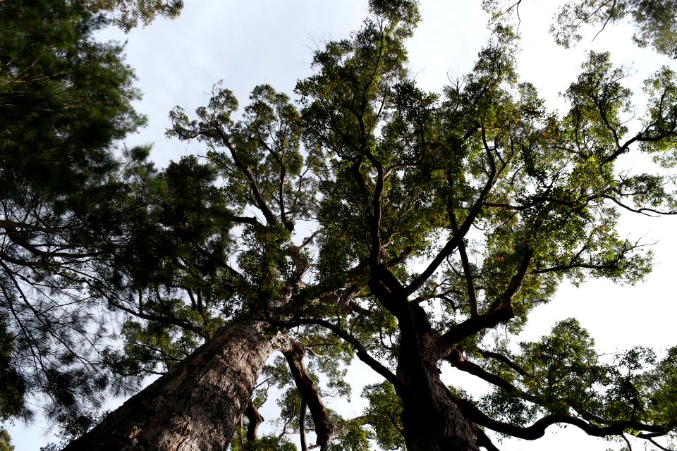 Valley of the Giants, Walpole Nornalup National Park 22