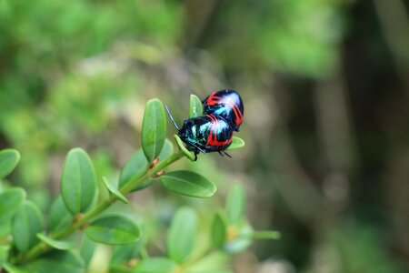 Summer little insect