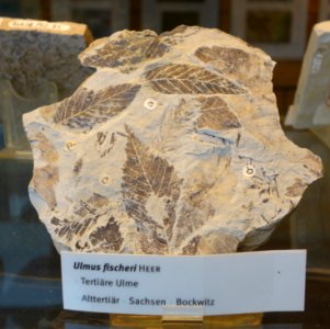 Ulmus fischeri fossil - Botanischer Garten, Dresden, Germany - DSC08472