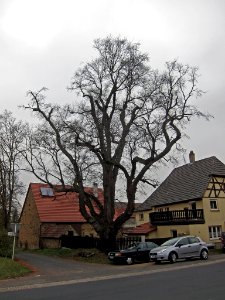 Ulme Neuses, 2