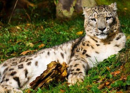 Snow leopard big cat predator photo