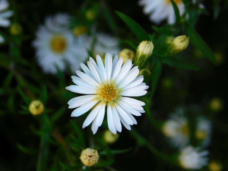 Flower daisy nature