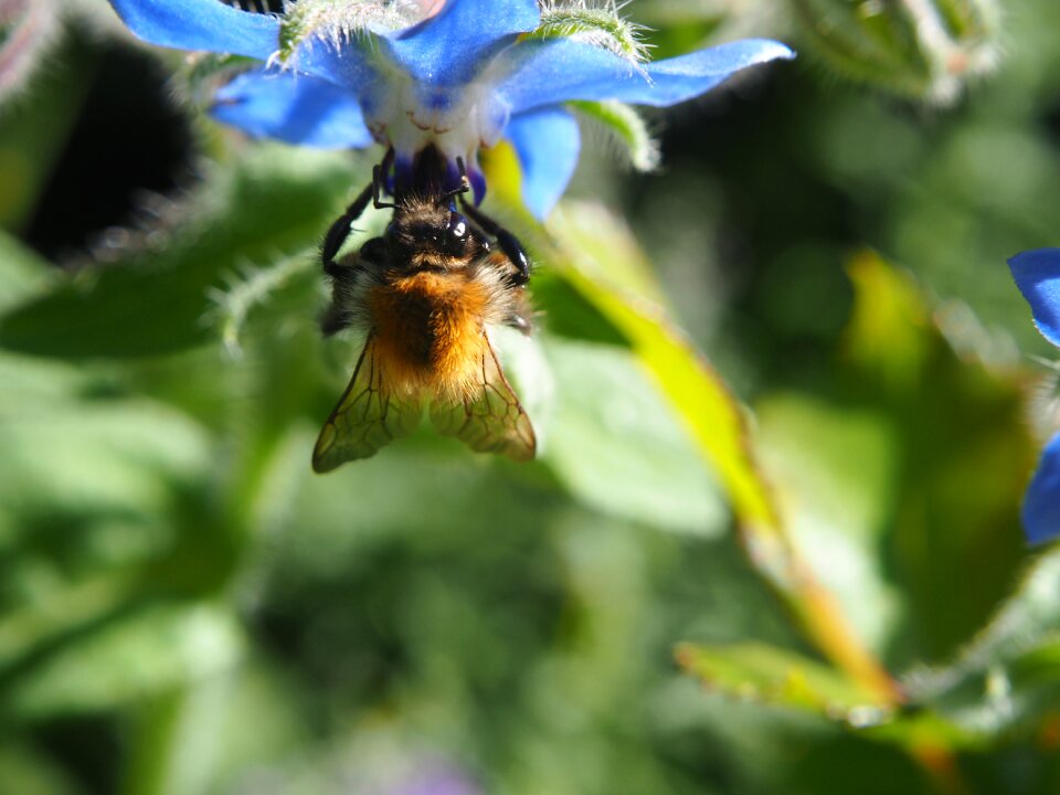 Insect flower nature photo