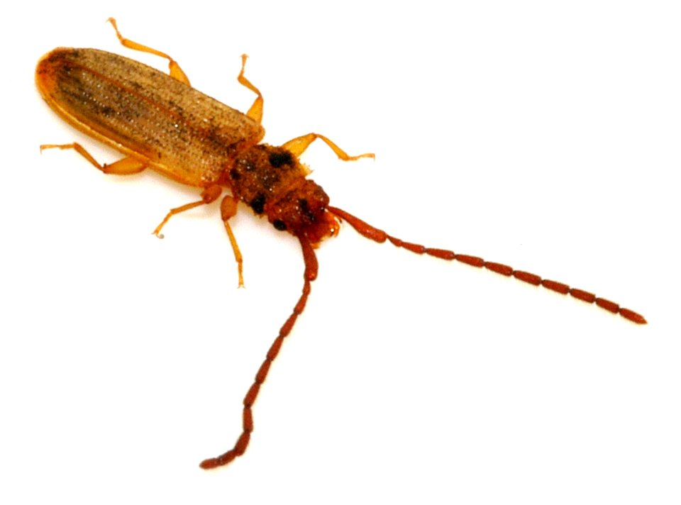Uleiota-planata-11-fws