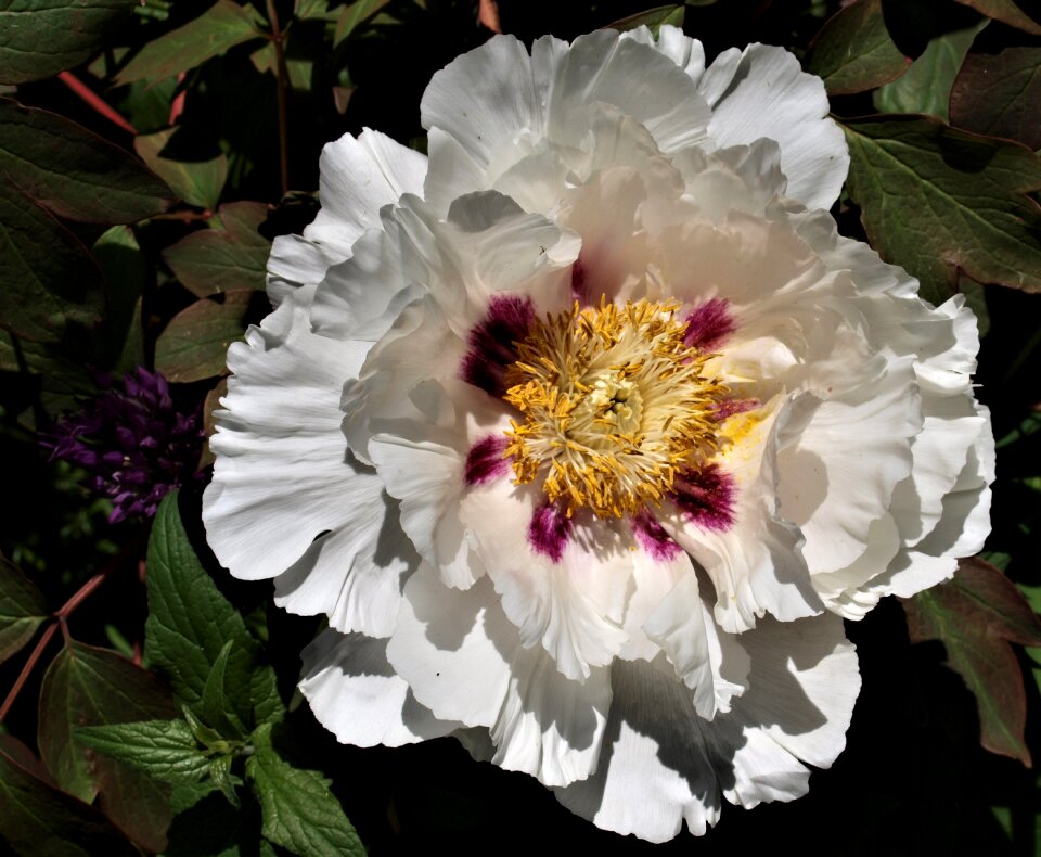 Petal garden floral