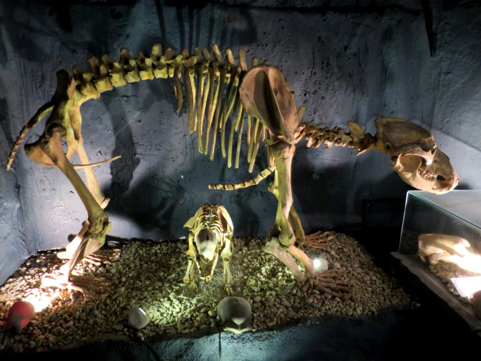 Urzeitmuseum Taufkirchen-Vils 3