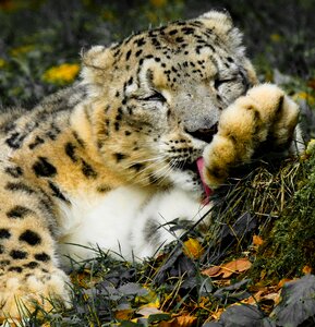 Snow leopard big cat predator