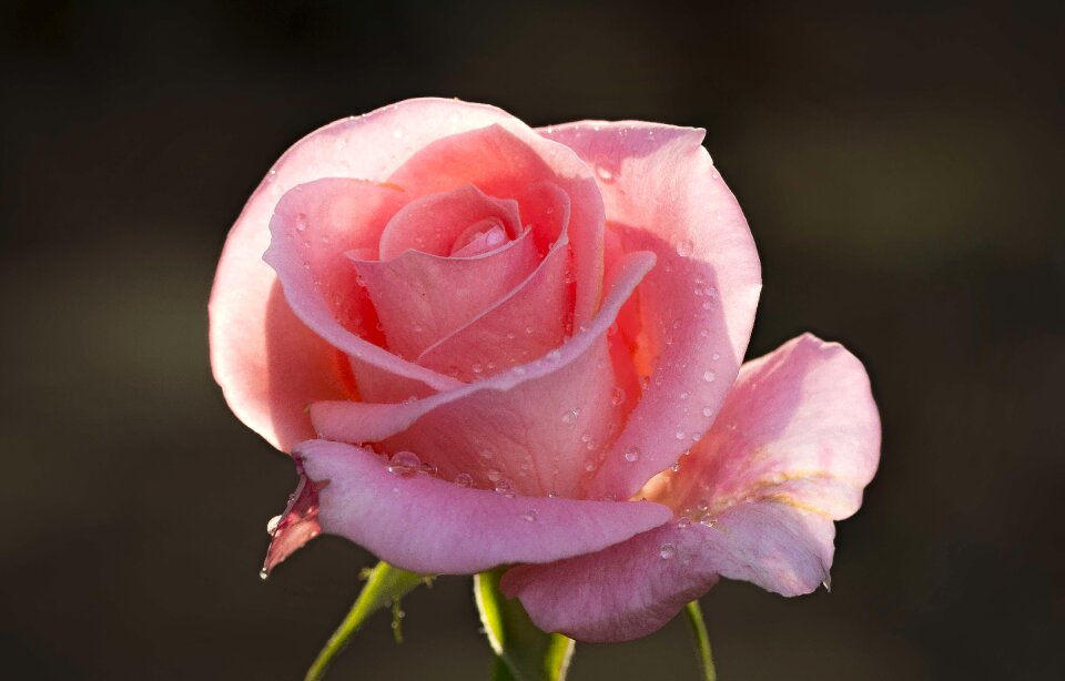 Colorful pink blossom