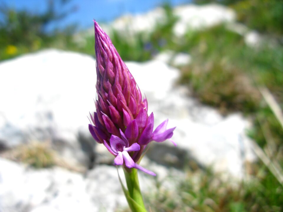 Anacamptis pyramidalis santillana