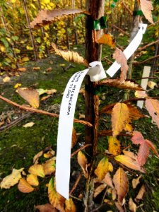 Ulmus microcarpa, Bonte Hoek, NL