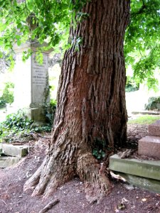 Ulmus x hollandica (unknown cultivar). Woodvale Crematorium, Lewes Road, Brighton (2)