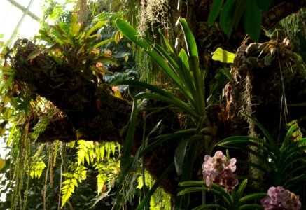 Un coin de forêt exotique dans la serre