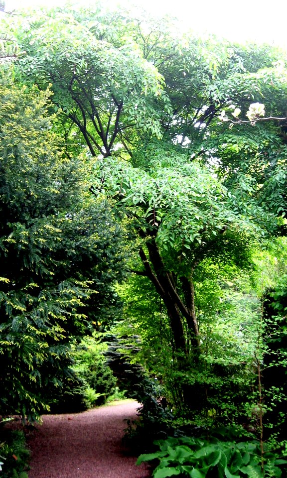 Ulmus lamellosa (botanische tuin kerkrade) 1