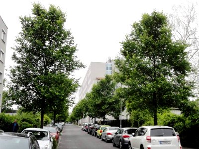 Ulmus Rebona (Berlin Heinersdorf - Treskowstrasse) 120606a