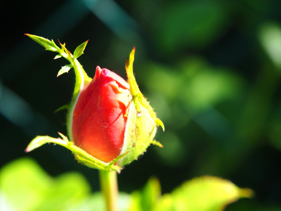Bloom flower nature