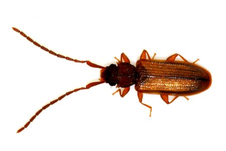 Uleiota-planata-17-fws
