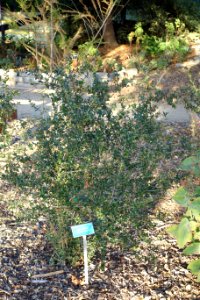 Ugni molinae - San Luis Obispo Botanical Garden - DSC06003