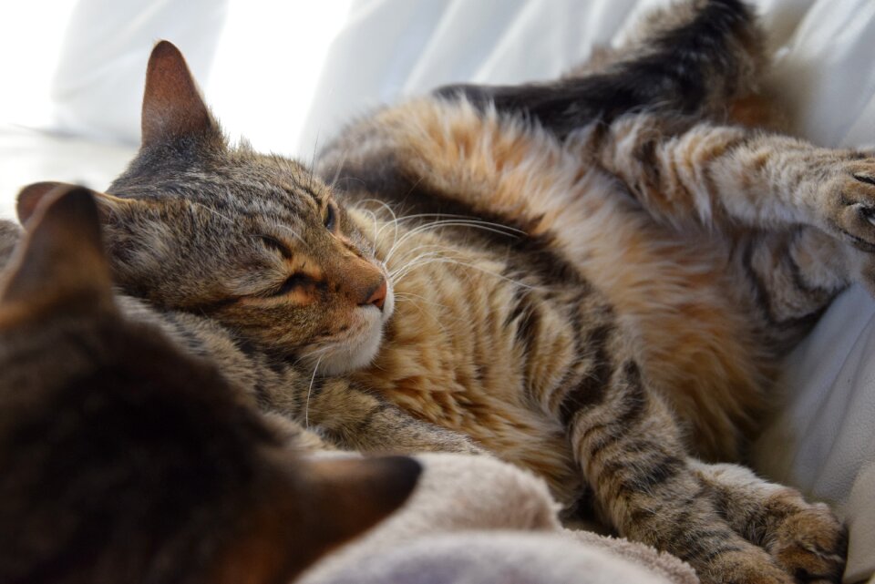 Feline animal cat lying