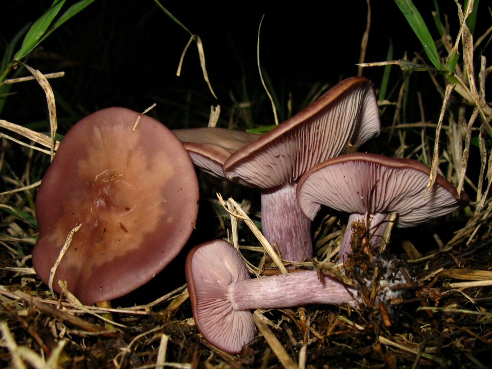 Blue lepista nuda