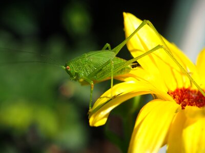 Yellow nature flower photo