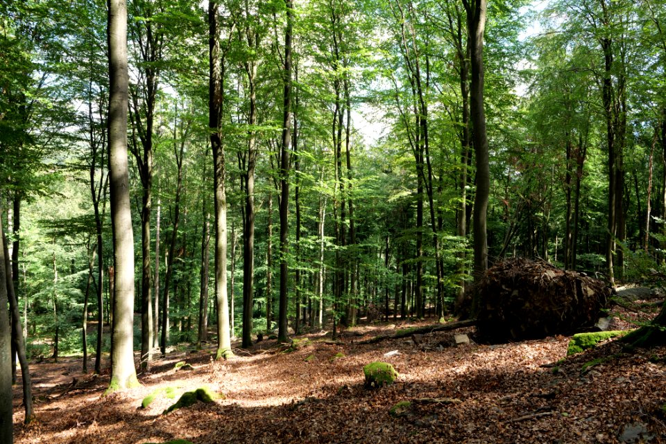 Taunus near Fuchsstein 2020-08-18 32