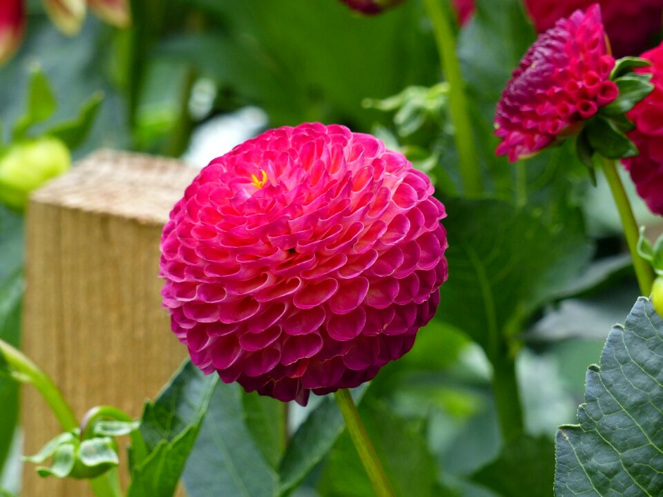 Tubers summer garden