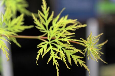 Garden autumn garden green plants