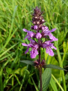 Honey plants meadow grass wild flowers