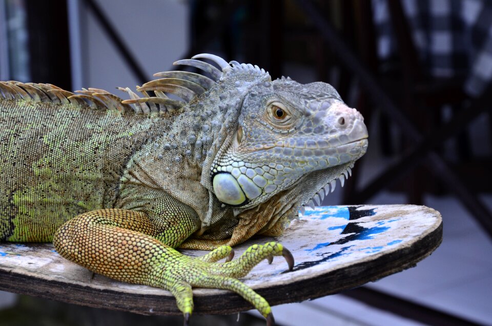 Reptile nature animal