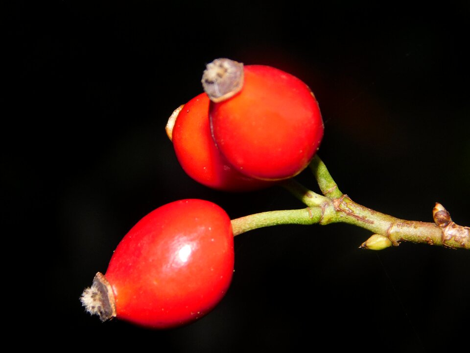 Rose hip nature black rose