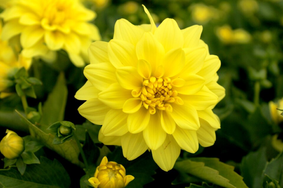 Dahlias garden plants borders