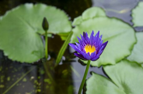 Vietnam purple lake photo