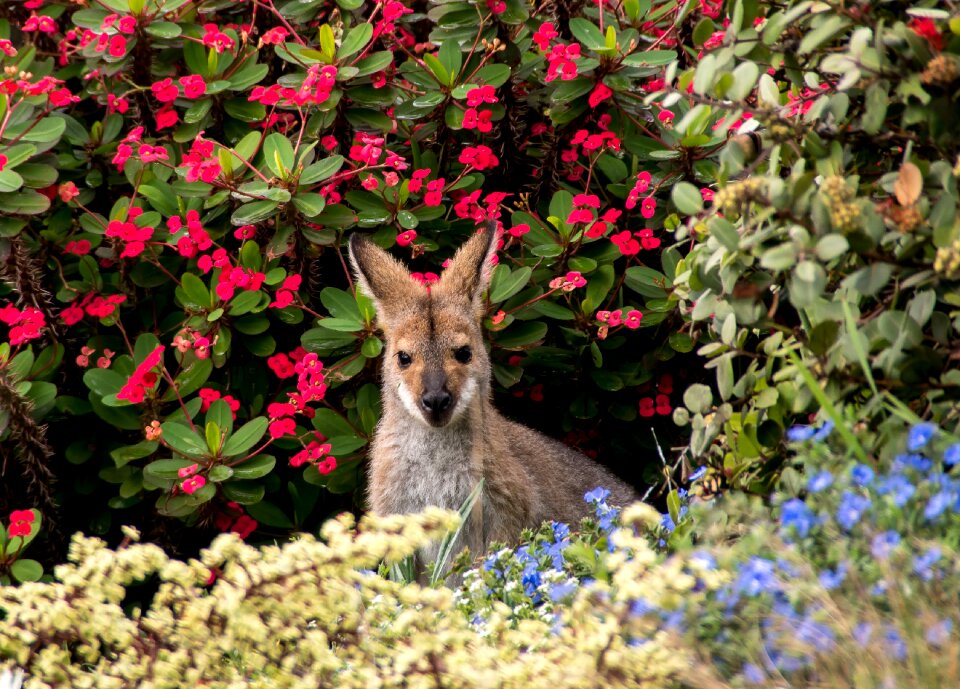 Queensland marsupial wild