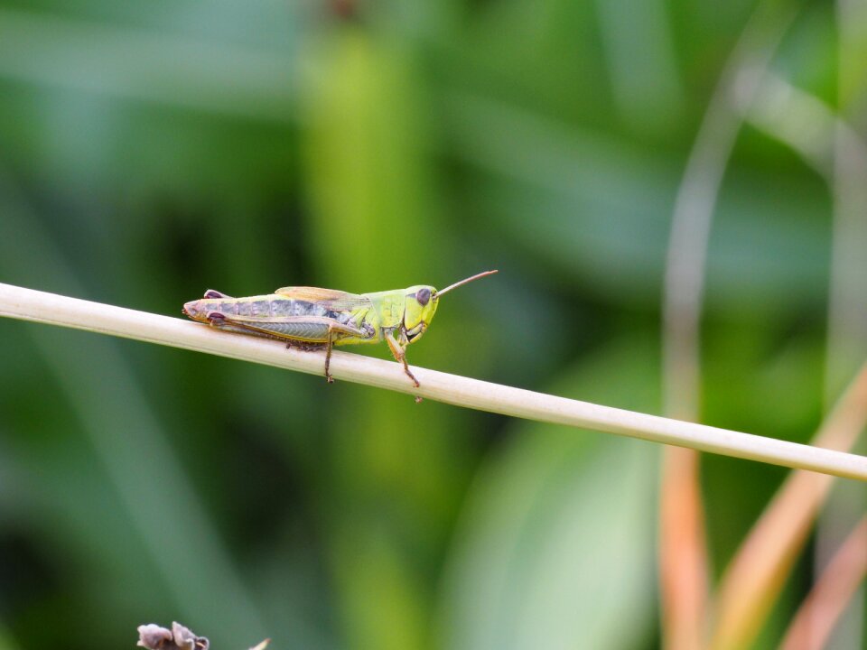 Animal green close up