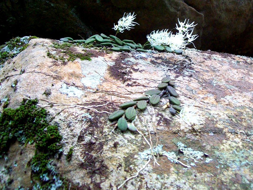 Tongue Orchid West Head Track2