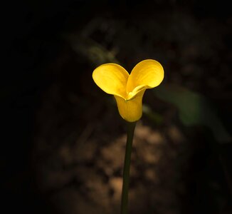 Flower nature botany