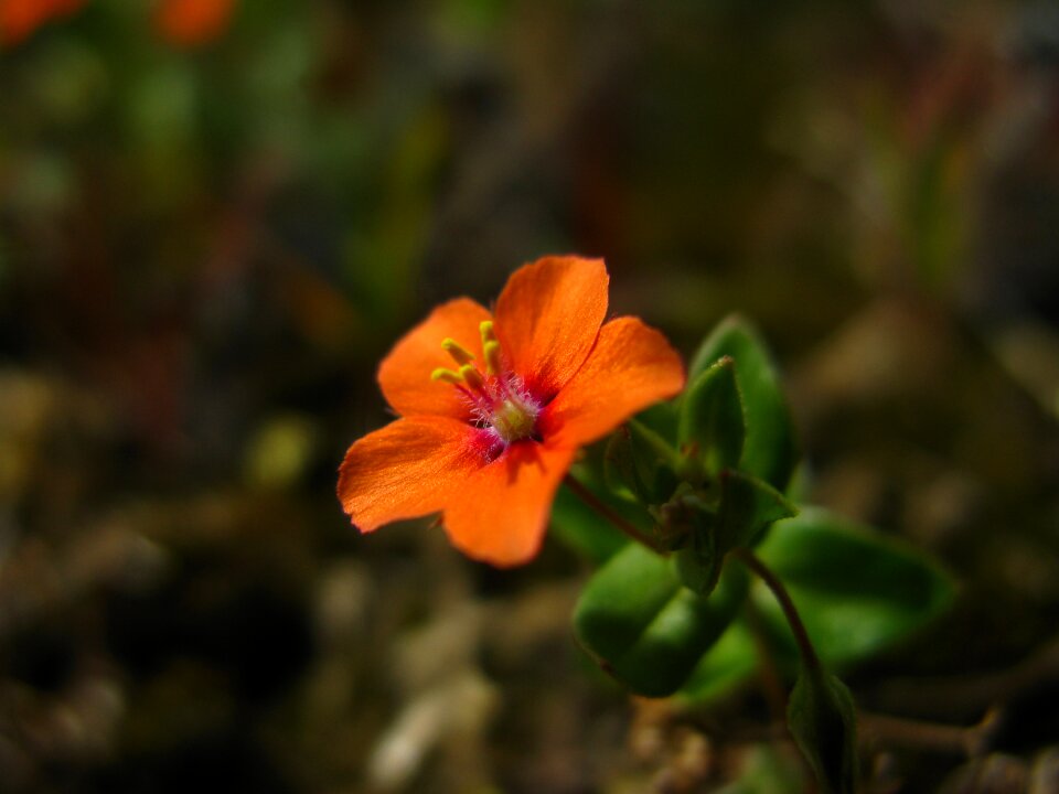 Flowers nature red flower